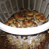 Kako uzgajati gljive na selu